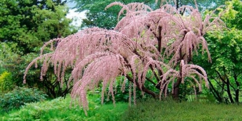 Tamariks: sadnja i njega u predgrađu: recenzije, sorte, karakteristike uzgoja